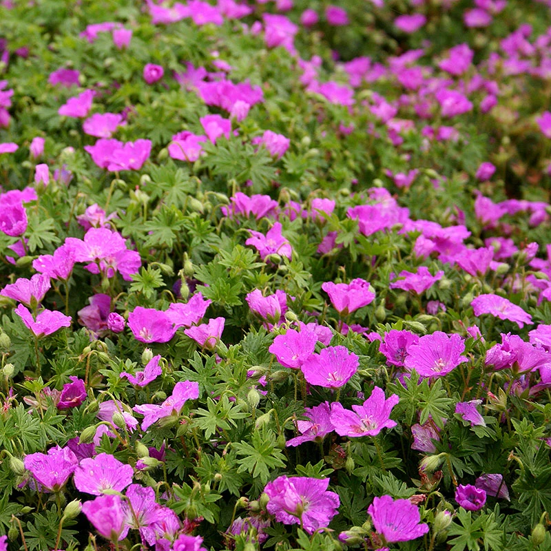 Blodnäva, 6-pack 1 Blodnäva, 6-pack