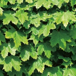 Front Page -Meyer Sales Shop acer plantaoides globosum