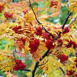 Rönn, Högstam St.omf. 8-10cm -Meyer Sales Shop alletrad ronnbarstrad host