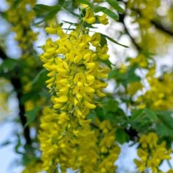 Alpgullregn 'Pendulum' 5 Alpgullregn 'Pendulum' -Meyer Sales Shop alpgullregn pendulum 2