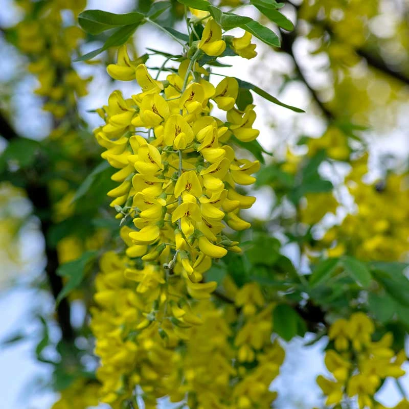 Alpgullregn 'Pendulum' 3 Alpgullregn 'Pendulum' - Image 3