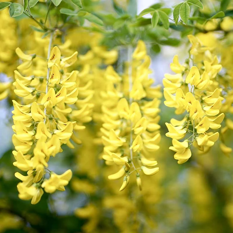 Alpgullregn 'Pendulum' 1 Alpgullregn 'Pendulum'