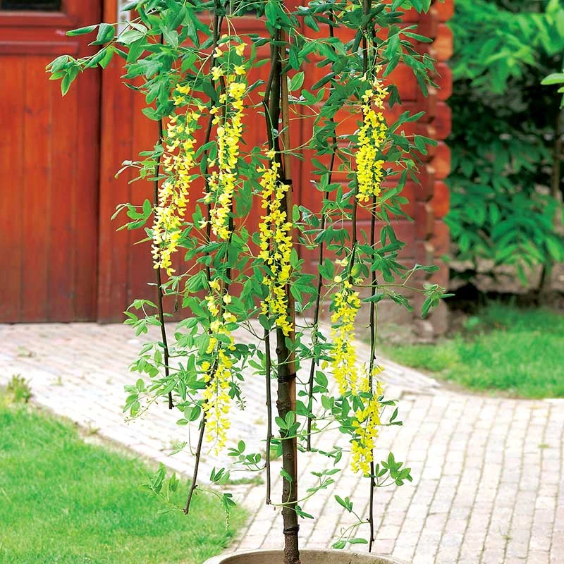 Alpgullregn 'Pendulum' 2 Alpgullregn 'Pendulum' - Image 2