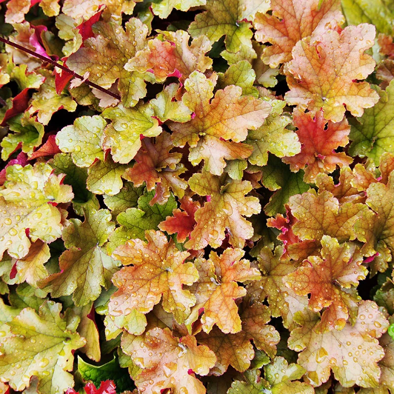 Front Page -Meyer Sales Shop alunrot marmelade