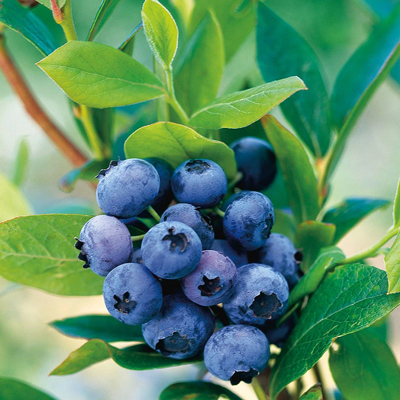 Amerikanskt Blåbär 'Goldtraube 71' 1 Amerikanskt Blåbär 'Goldtraube 71'