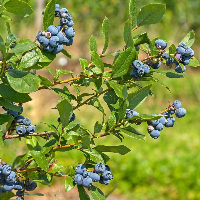 Amerikanskt Blåbär 'Northland', 10-pack 2 Amerikanskt Blåbär 'Northland', 10-pack - Image 2