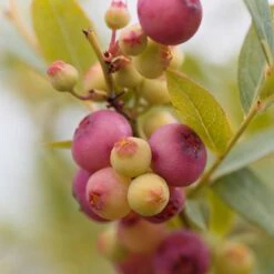 Amerikanskt Blåbär 'Pink Lemonade', 1-pack -Meyer Sales Shop amerikanskt blabar pink lemonade 2