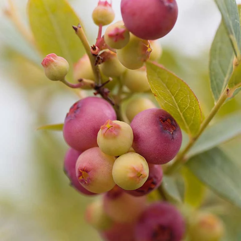 Front Page -Meyer Sales Shop amerikanskt blabar pink lemonade 2 3