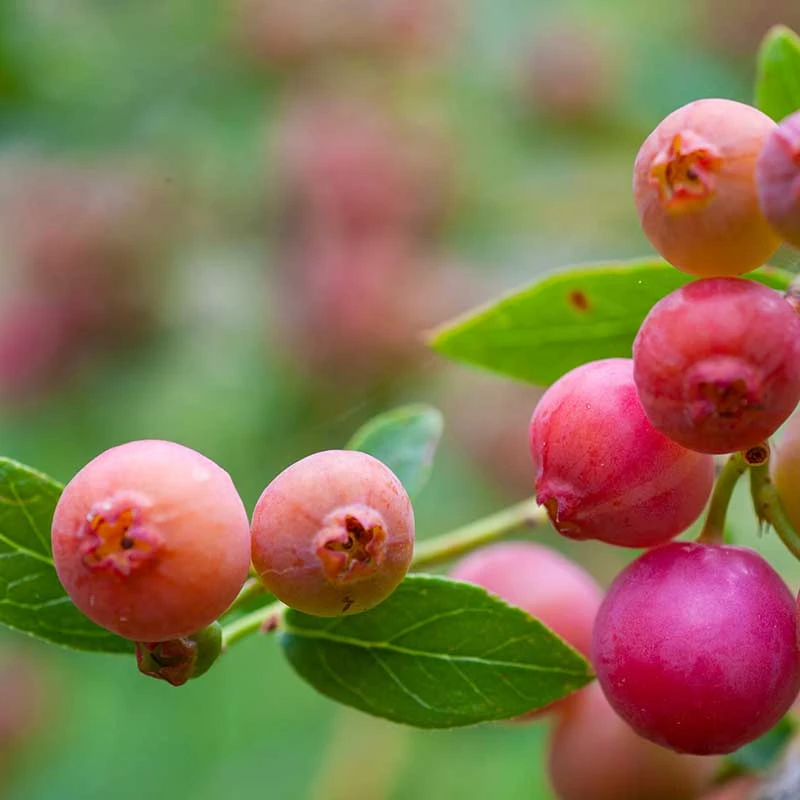 Front Page -Meyer Sales Shop amerikanskt blabar pink lemonade 5