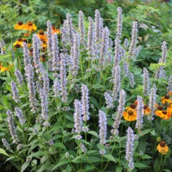 Anisört 'Blue Fortune', 6-pack -Meyer Sales Shop anisort i rabbatt WH