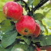 Äpple 'Alice'