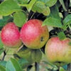 Äpple 'Amorosa'