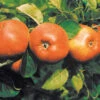 Äpple 'Cox Pomona'