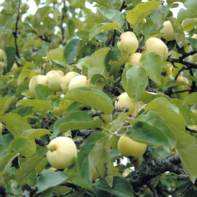 Äpple 'Transparente Blanche' 1 Äpple 'Transparente Blanche'