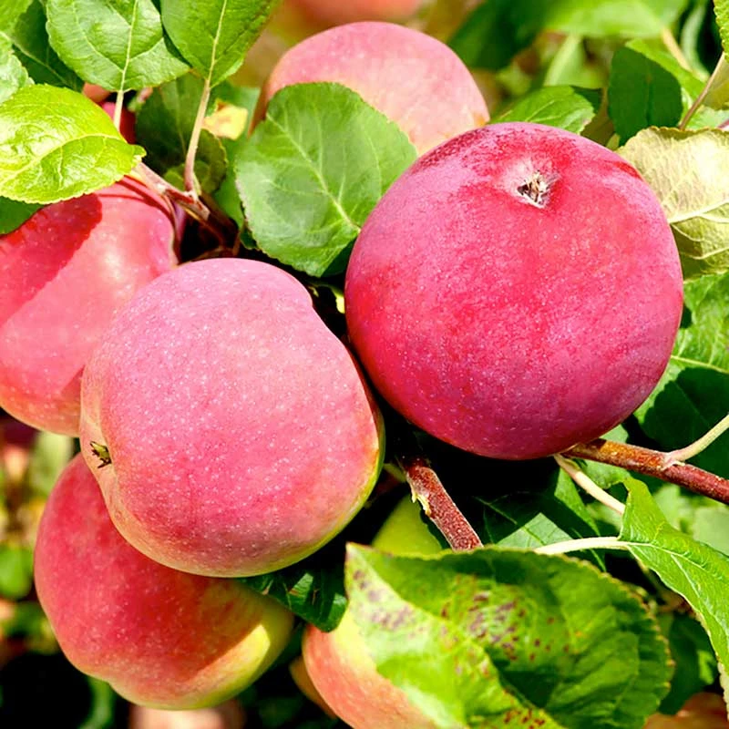 Äpple 'Röd Melba' 1 Äpple 'Röd Melba'