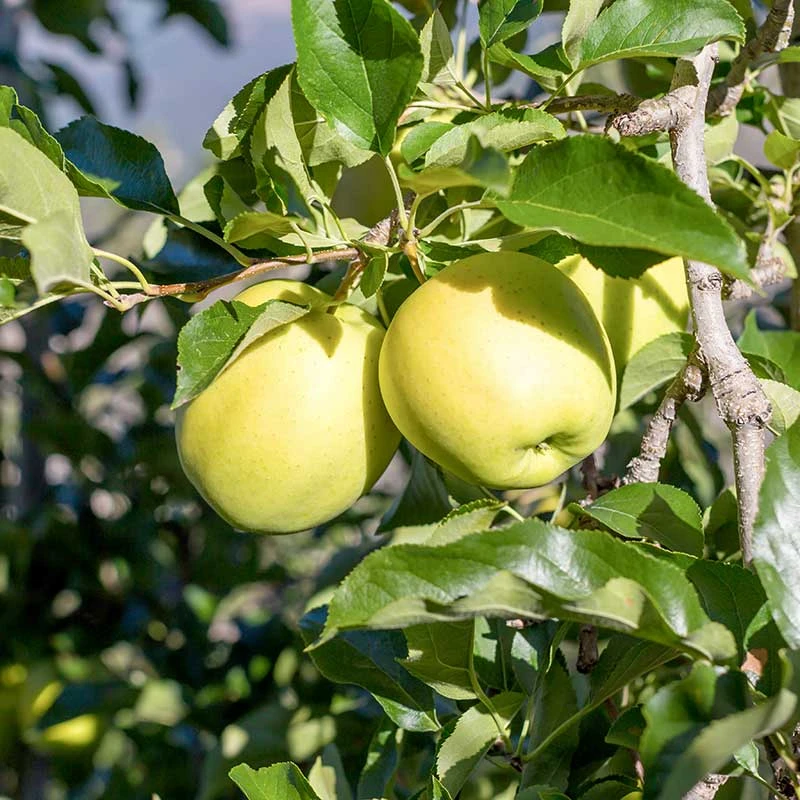 Äpple' Silva' 1 Äpple' Silva'