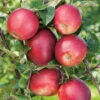 Äpple 'Summerred', Svagväxande