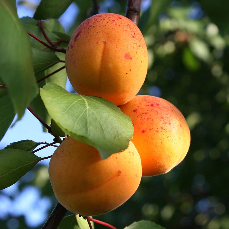 Aprikos 'Tros Oranje' 3 Aprikos 'Tros Oranje' - Image 3