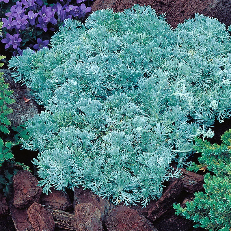 Krypmalört, 6-pack 1 Krypmalört, 6-pack