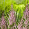 Astilbe 'Erika', 3-pack