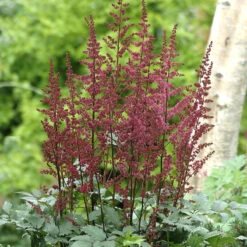 Astilbe 'Etna', 3-pack