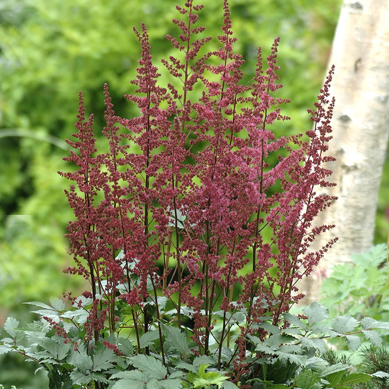 Astilbe 'Etna', 3-pack 1 Astilbe 'Etna', 3-pack