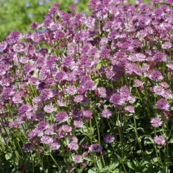 Stjärnflocka 'Roma', 3-pack -Meyer Sales Shop astrantia major roma stjarnflocka morkrod