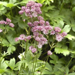 Stjärnflocka, 3-pack -Meyer Sales Shop astrantia major stjarnflocka