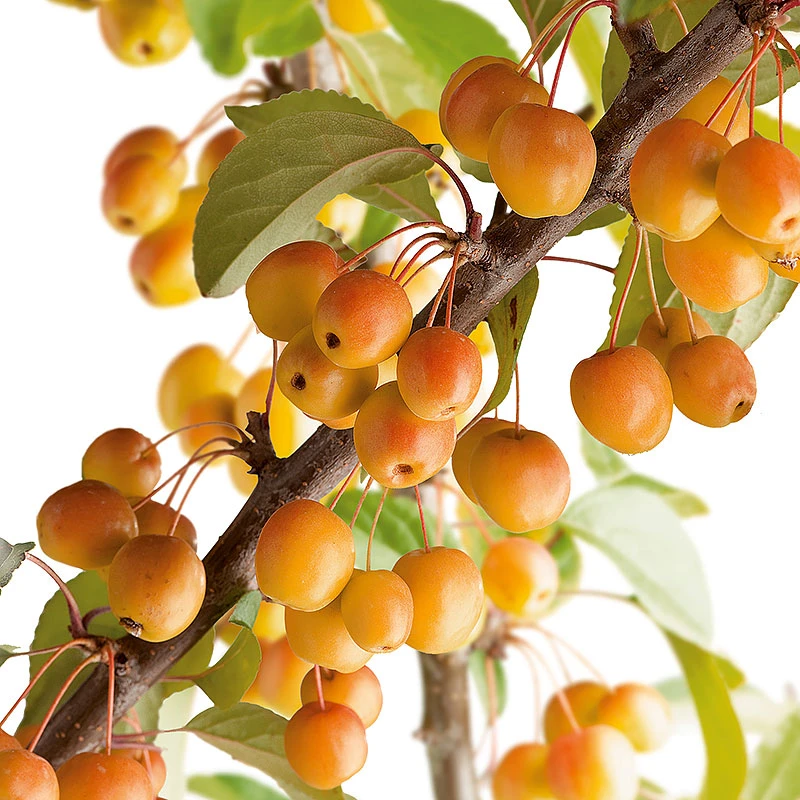 Korallapel, Malus Zumi 'Professor Sprenger' 2 Korallapel, Malus Zumi 'Professor Sprenger' - Image 2