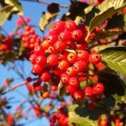 Oxel, Högstam St.omf. 8-10cm -Meyer Sales Shop bar pa alletrad oxel