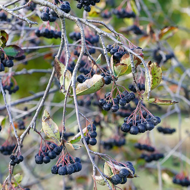 Slånaronia 'Elata' 30-50 Cm, 10-pack 2 Slånaronia 'Elata' 30-50 Cm, 10-pack - Image 2