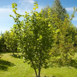 Hasselnöt 'Webb's Prize Cob', 1-pack -Meyer Sales Shop barbuske hasselnot webbs prize cob 2