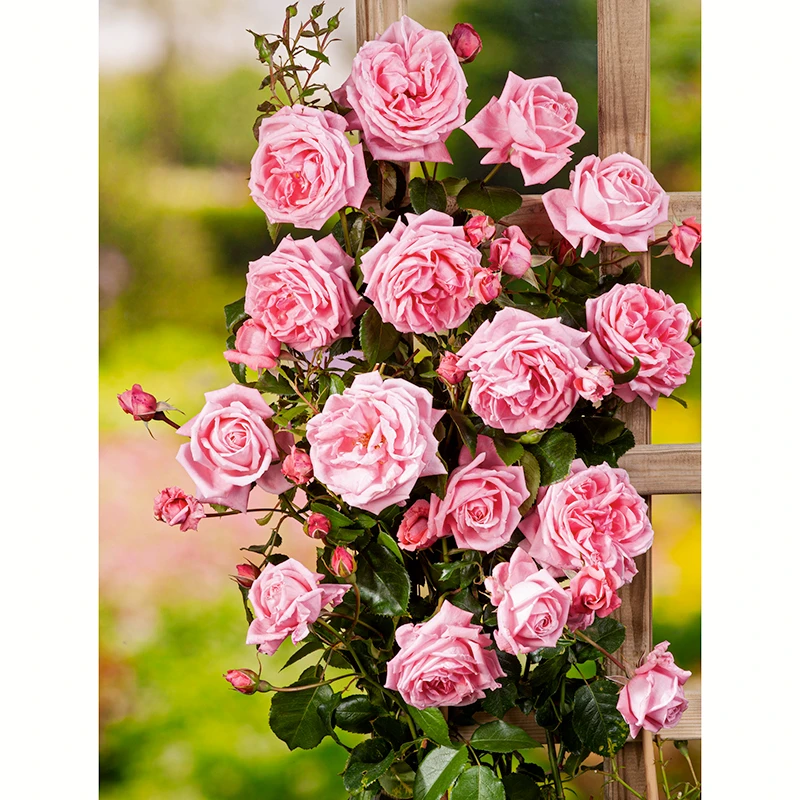 Ros 'Coral Dawn' 2 Ros 'Coral Dawn' - Image 2