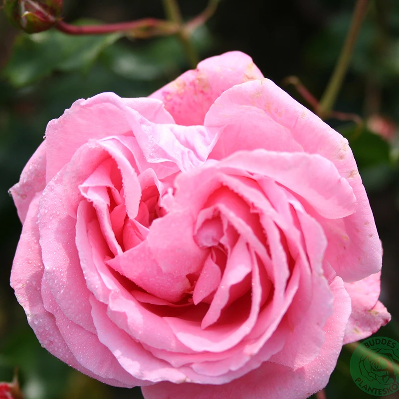 Ros 'Coral Dawn' 1 Ros 'Coral Dawn'