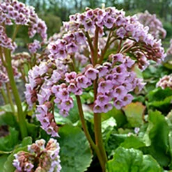Hjärtbergenia 'Möja', 3-pack 5 Hjärtbergenia 'Möja', 3-pack -Meyer Sales Shop bergenia cordifolia moja hjartbergenia