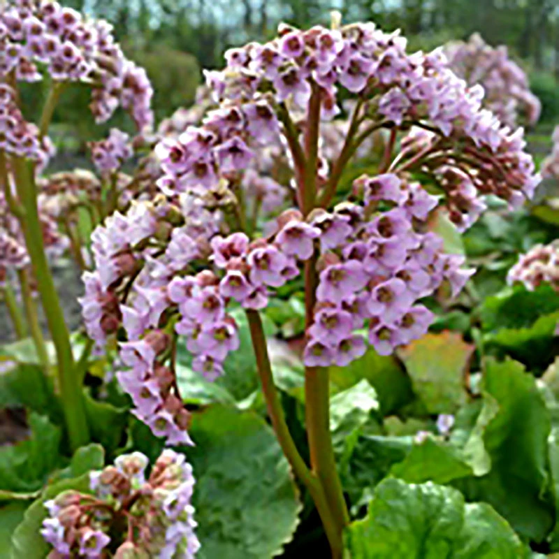 Hjärtbergenia 'Möja', 3-pack 3 Hjärtbergenia 'Möja', 3-pack - Image 3