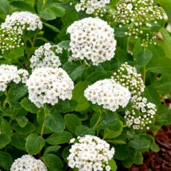 Björkspirea 15-30 Cm, 100-pack
