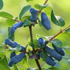 Blåbärstry 'Wojtek', 5-pack