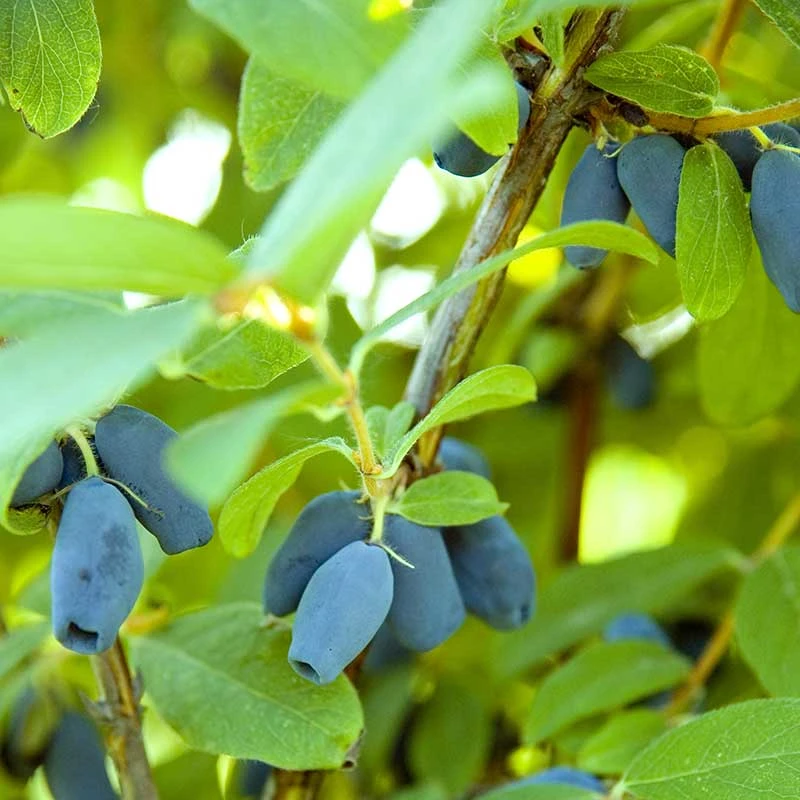 Blåbärstry 'Wojtek', 5-pack 2 Blåbärstry 'Wojtek', 5-pack - Image 2