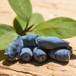 Blåbärstry 'Wojtek', 5-pack 5 Blåbärstry 'Wojtek', 5-pack -Meyer Sales Shop blabarstry 3 1