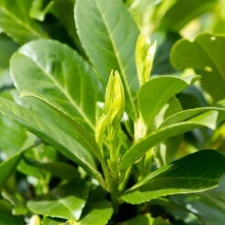 Lagerhägg På Stam 'Etna', 100-120 Co 5 Lagerhägg På Stam 'Etna', 100-120 Co -Meyer Sales Shop blad pa lagerhagg etna