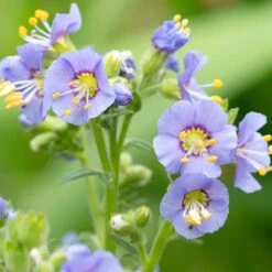 Blågull 'Humile', 6-pack