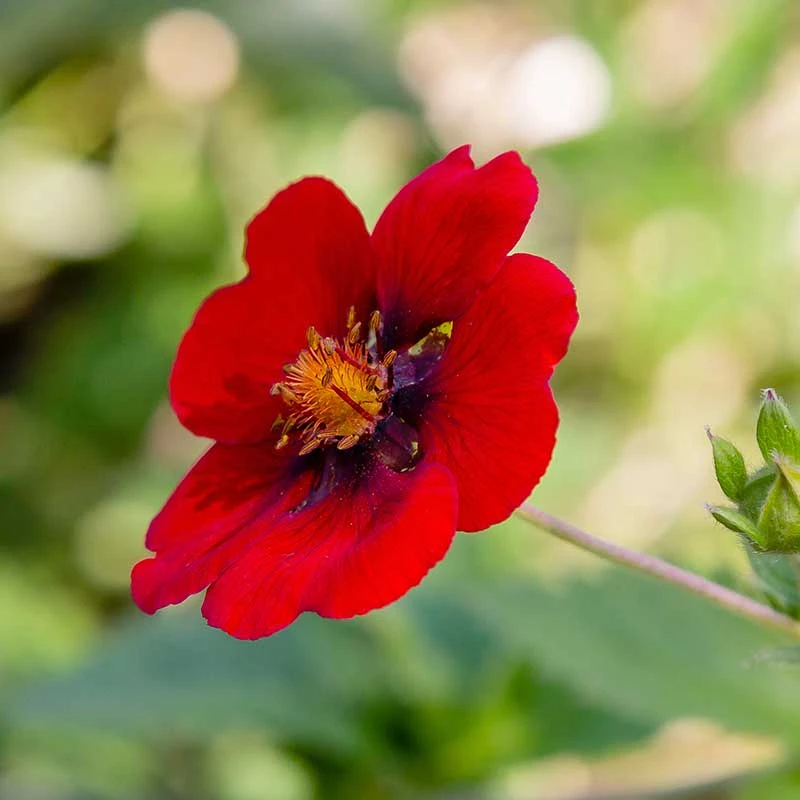 Blodfingerört , 6-pack 2 Blodfingerört , 6-pack - Image 2