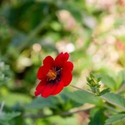 Blodfingerört , 6-pack 5 Blodfingerört , 6-pack -Meyer Sales Shop blodfingerort 3