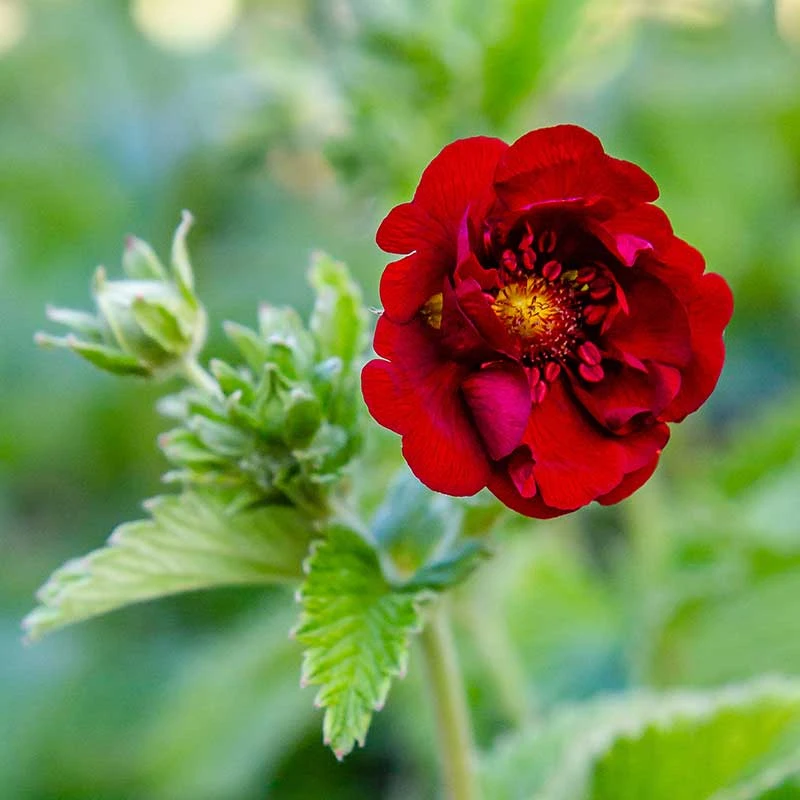 Blodfingerört , 6-pack 1 Blodfingerört , 6-pack