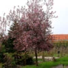 Blodhägg, Prunus Padus 'Colorata'
