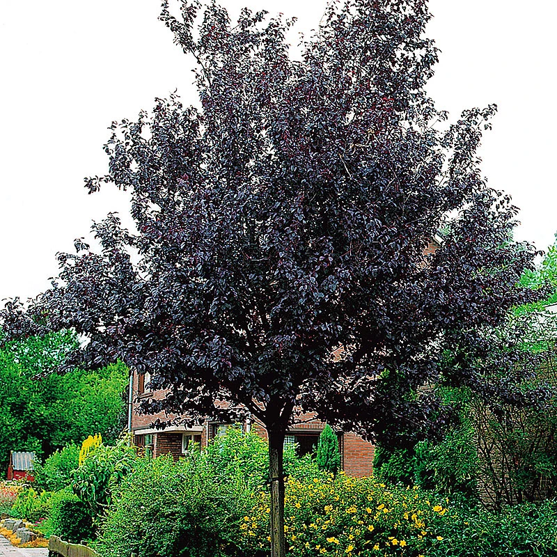 Blodplommon, Prunus Cerasifera 'Nigra' 1 Blodplommon, Prunus Cerasifera 'Nigra'