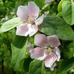 Kvitten 'Vranja' -Meyer Sales Shop blomma kvitten cydonia oblonga