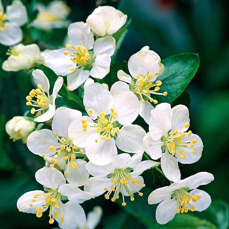 Bukettapel 30-50 Cm, 100-pack 2 Bukettapel 30-50 Cm, 100-pack - Image 2