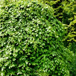 Bok, Fagus Sylvatica, 100-125 Cm